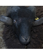 Mouton Ouessant