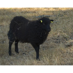 Mouton Brebis Ouessant