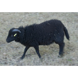 Mouton Bélier Ouessant